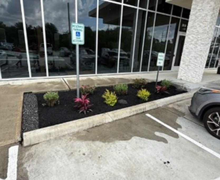 Commercial flower bed with black mulch and new shrubs along the storefront